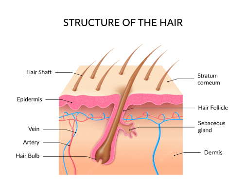 Cấu trúc nang tóc